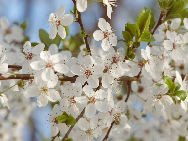 Spring Tree Blossom — Stock Photo, Image