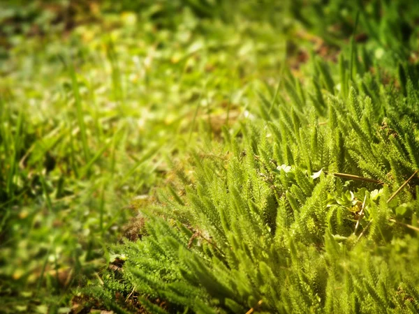 Grama verde — Fotografia de Stock