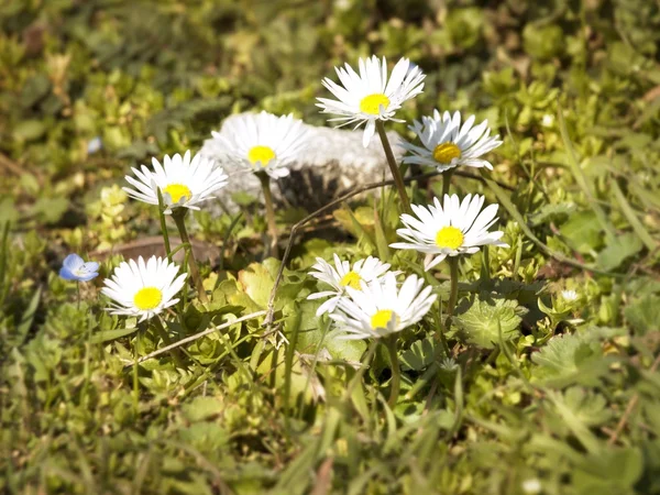 Marguerites blanches printanières — Photo