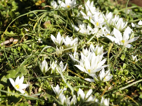 Weiße Frühlingsblumen — Stockfoto