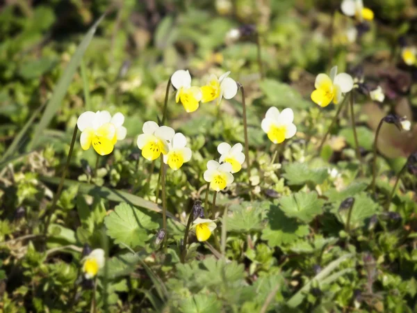 Stiefmütterchenblumen — Stockfoto