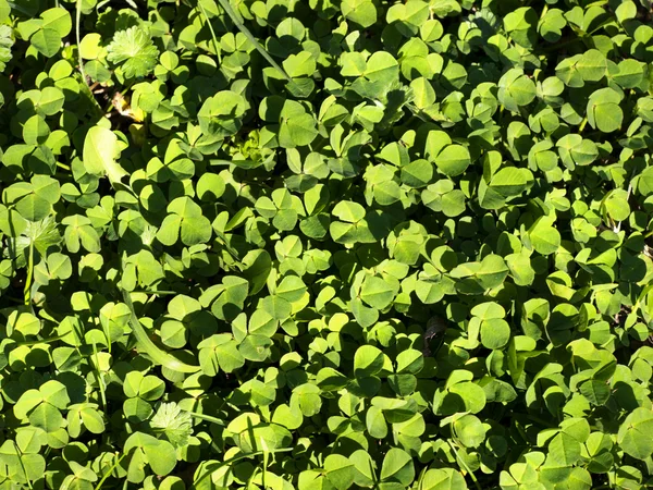 Groene klaver bladeren — Stockfoto