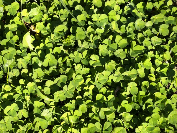 Hojas de trébol verde —  Fotos de Stock