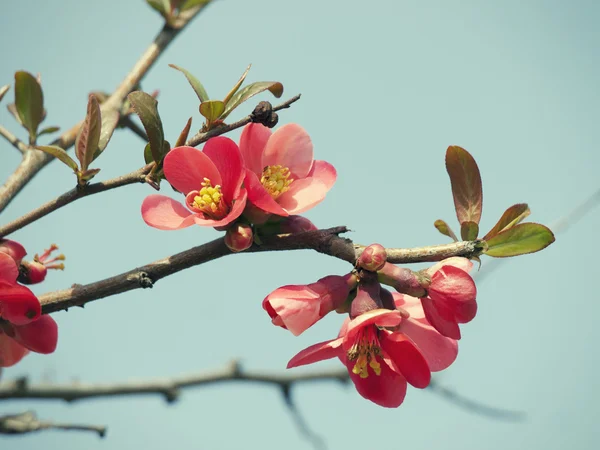 Voorjaar bloeien — Stockfoto
