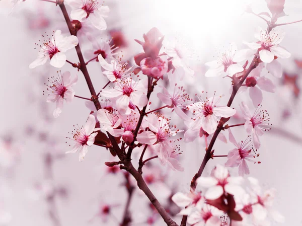 Wiosną kwitnące — Zdjęcie stockowe