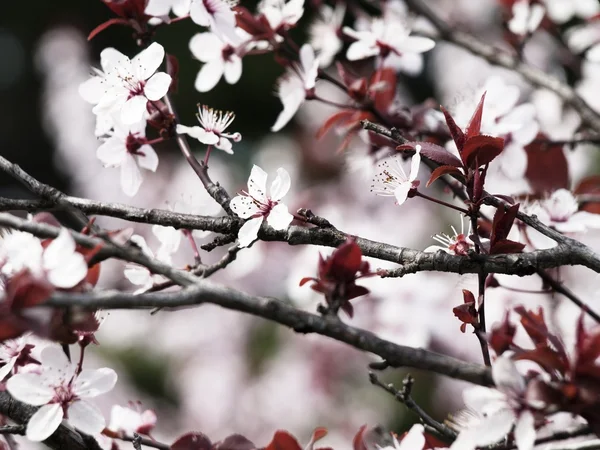 春の花咲く — ストック写真