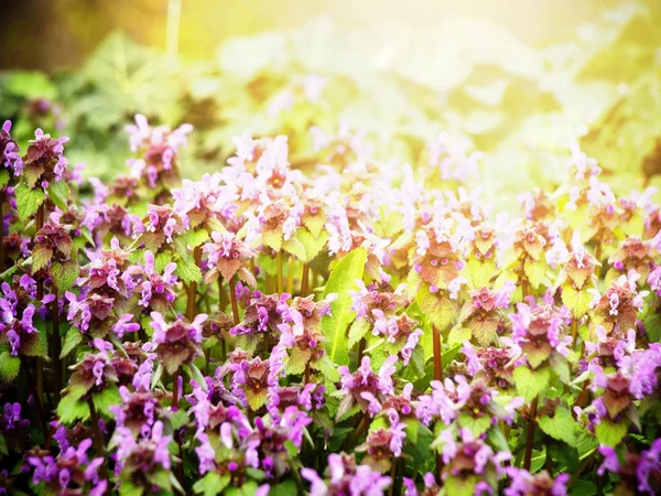 Voorjaarsbloemen — Stockfoto