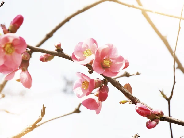 Spring Blooming — Stock Photo, Image