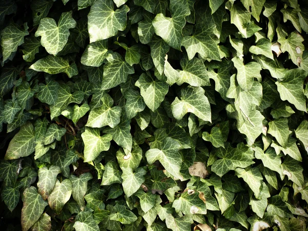 Hojas verdes fondo — Foto de Stock