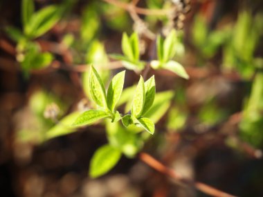 Bahar yaprakları