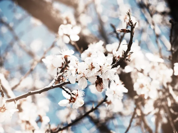 Arbre printemps fleur — Photo