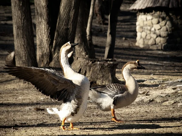 Dos patos. — Foto de Stock