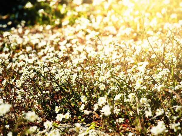 Blomväxter — Stockfoto