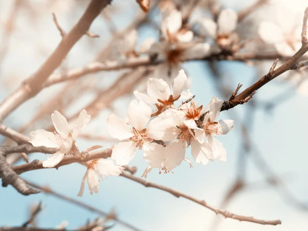 Tree Spring Blossom — Stock Photo, Image