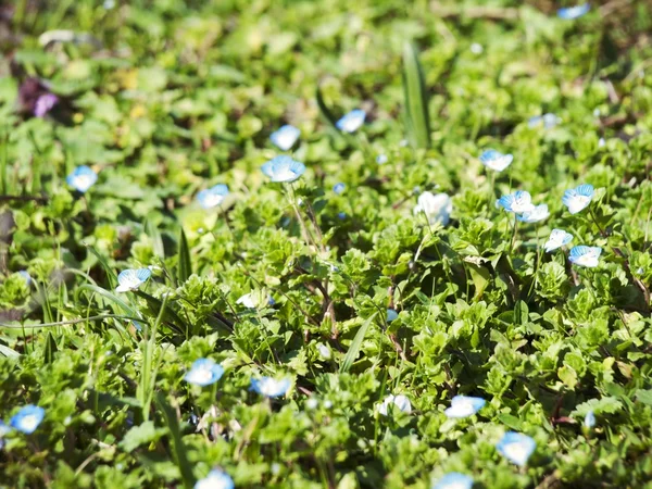 Voorjaarsbloemen — Stockfoto