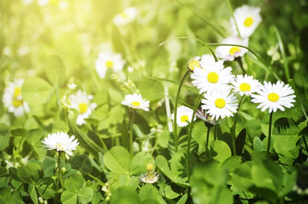 Marguerites blanches printanières — Photo