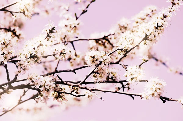 Spring Blossom — Stock Photo, Image