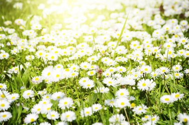 Beyaz papatya çayır