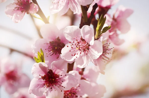 Strom jarní květy — Stock fotografie