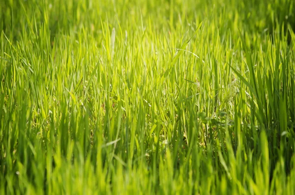 Groen gras — Stockfoto