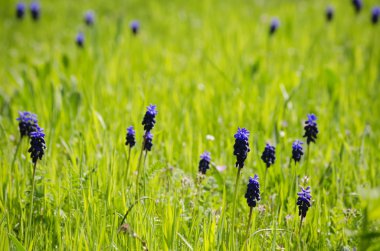 bahar çiçekleri yeşil çimen