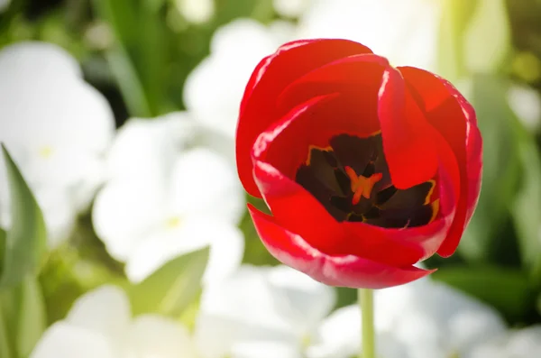 Rode tulip — Stockfoto