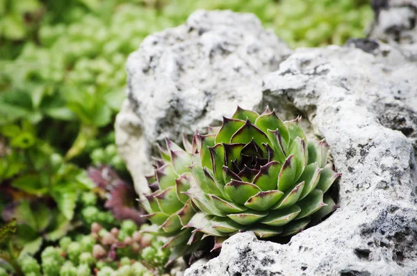 Grass at Stone — Stock Photo, Image