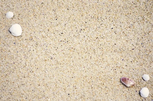 Песок фон с раковинами — стоковое фото