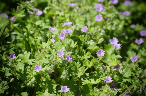 Fiori primaverili — Foto Stock