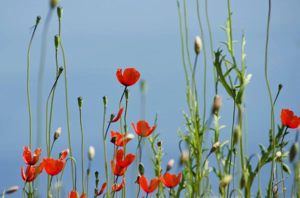 Flores de papoula — Fotografia de Stock