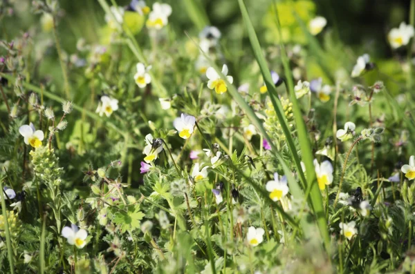 Fiori primaverili — Foto Stock