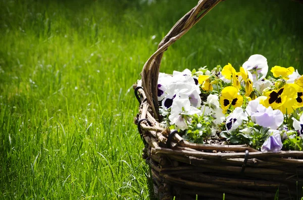 Viooltje bloemen — Stockfoto