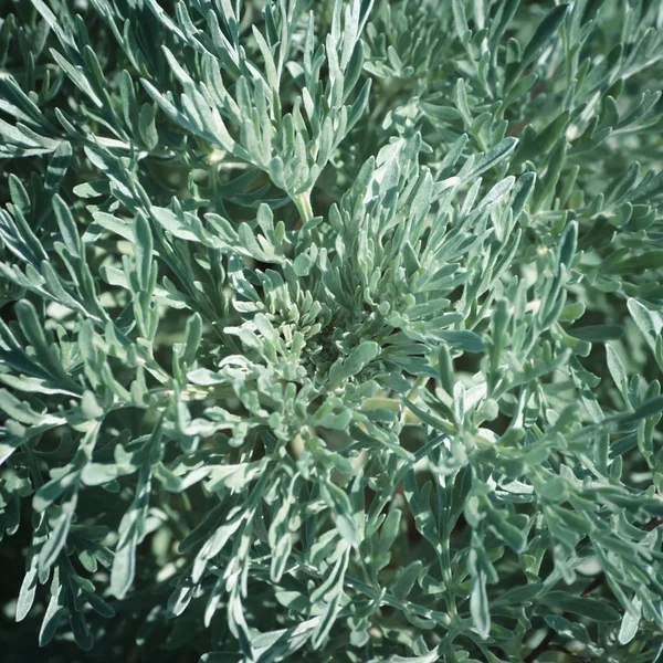 Artemisia tridentata — Foto Stock