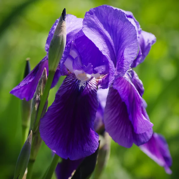 Iris bloem — Stockfoto