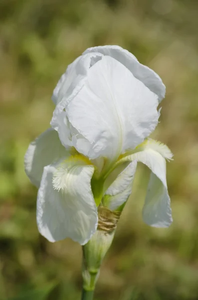 Flor da íris branca — Fotografia de Stock