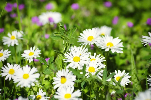 Marguerites blanches printanières — Photo