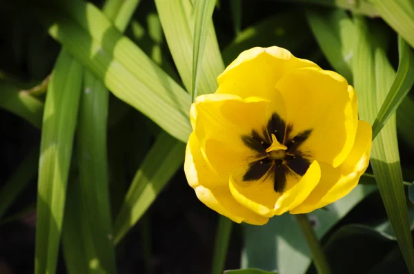 Tulipán amarillo — Foto de Stock