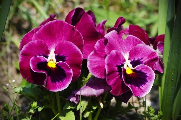 Viooltje bloemen — Stockfoto