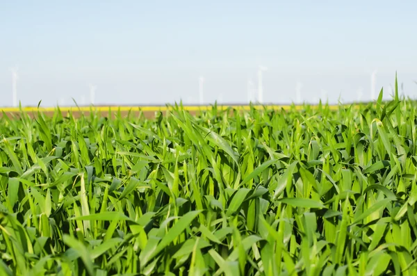 Frühlingslandschaft — Stockfoto