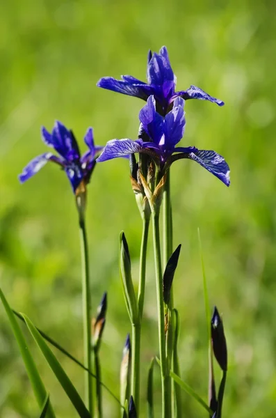 Irisblüte — Stockfoto