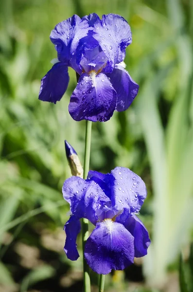 Irisblüte — Stockfoto