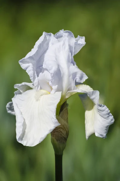 Iris bloem — Stockfoto