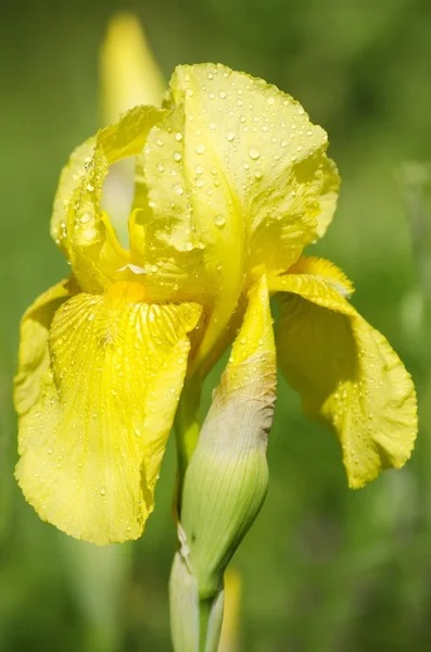 Fiore di iride — Foto Stock