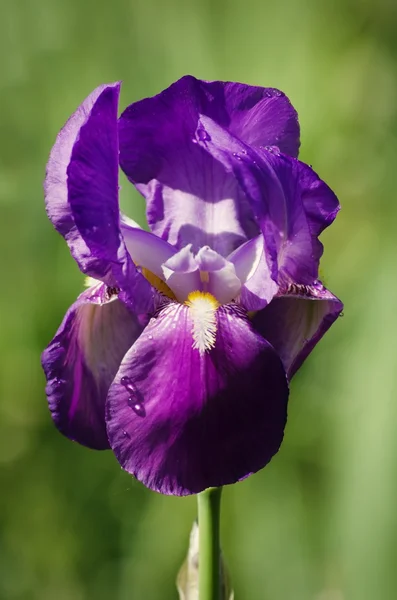 Flor de iris — Foto de Stock