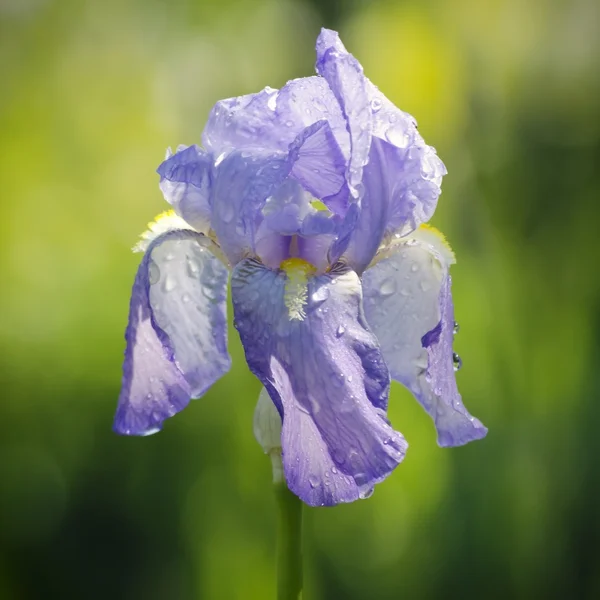 Iris Kukka — kuvapankkivalokuva
