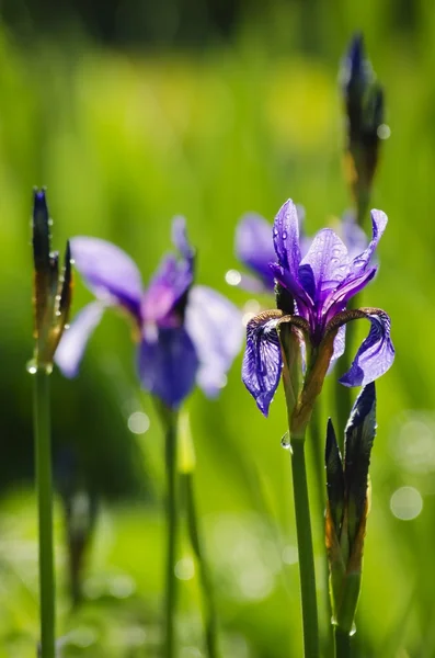 Irisblüte — Stockfoto