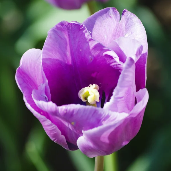 Tulipa violeta — Fotografia de Stock