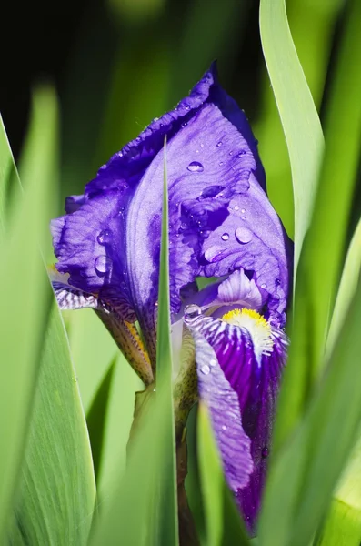 Flor da íris — Fotografia de Stock