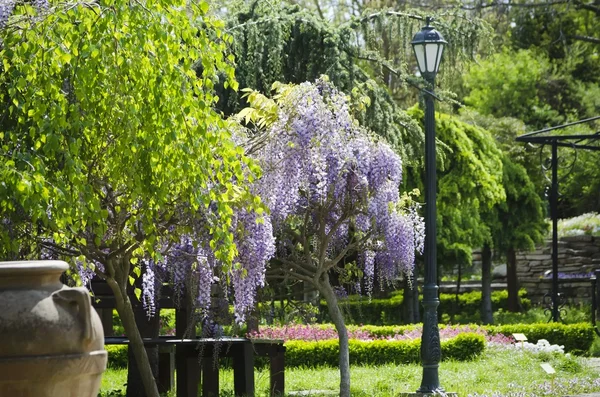 Salkımlar — Stok fotoğraf