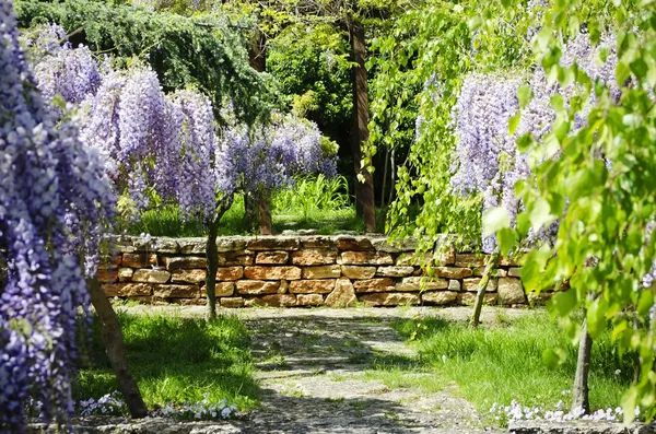 Salkımlar — Stok fotoğraf